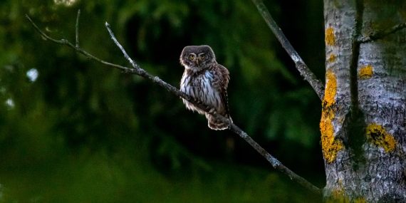 Eurasian Pygmy Owl (Glaucidium passerinum) perched on a branch in the forest.
